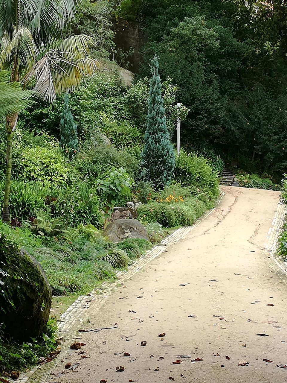 VIEW OF TREES GROWING IN GARDEN