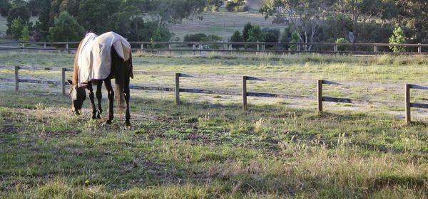 Horse in field