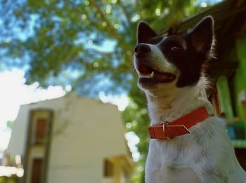 Close-up of a dog looking away