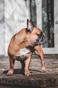 Dog looking away while standing on wood