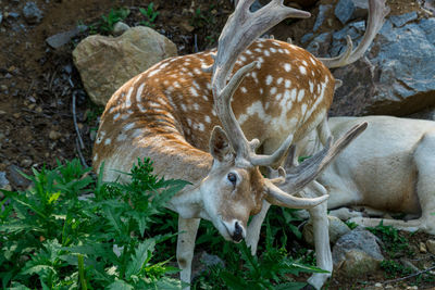 Close-up of deer