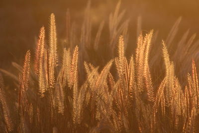 Close-up of wheat growing on field against sky