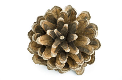 Directly above shot of bread against white background