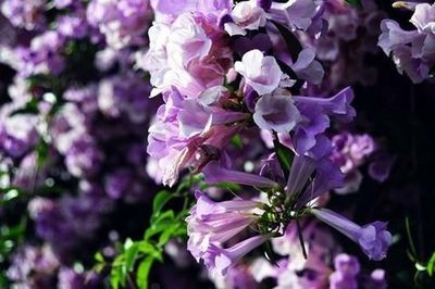 Close-up of pink flowers