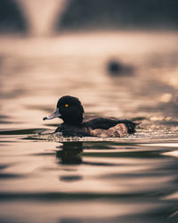 Close-up of duck swimming in lake