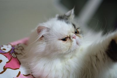 Close-up of cat looking away