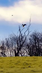 Silhouette birds flying over bare trees against sky