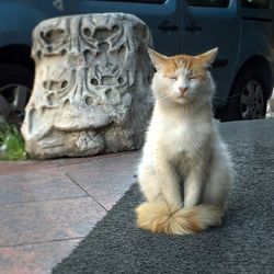 Cat looking away