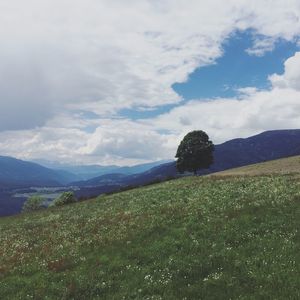 Scenic view of field against sky