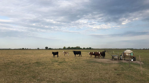 Horses grazing in a field