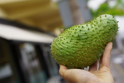 Close-up of hand holding fruit