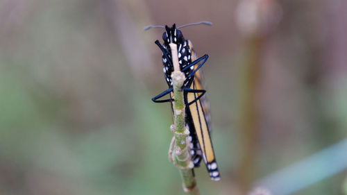 Close-up of damselfly on leaf