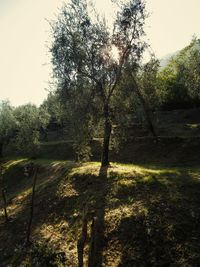 Close-up of trees against sky at sunset