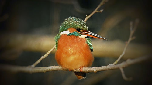 Close-up of bird perching on leaf