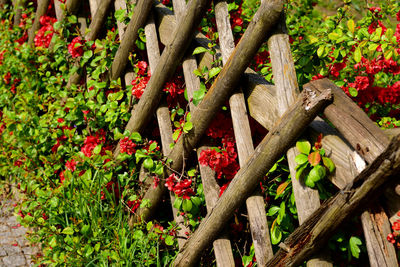 Close-up of fresh green plants