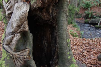 Close-up of tree trunk in forest