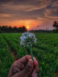 Cropped hand holding plant on field against sky during sunset