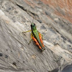 Close-up of grasshopper