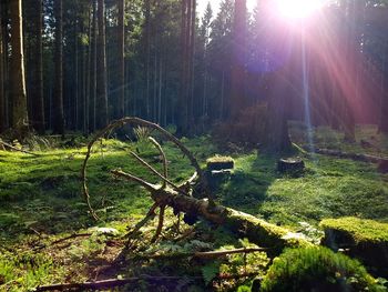 Trees in forest