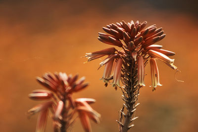 Close-up of flowers blooming outdoors