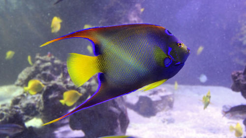 Close-up of queen angelfish swimming in sea 