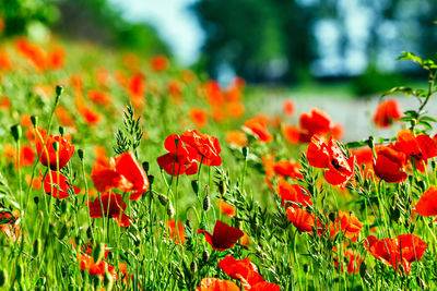 Close-up of red poppy flowers