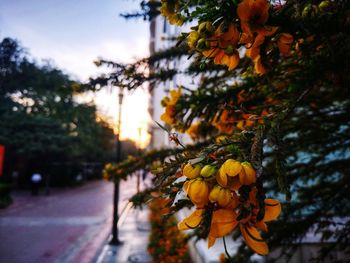 Close-up of orange flowering tree against sky during sunset