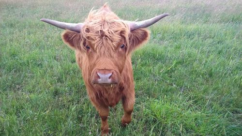 Portrait of cow standing on field