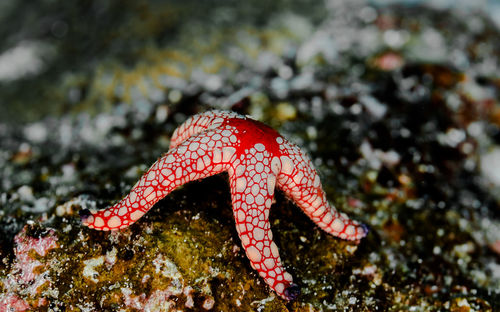 Close-up of starfish