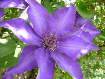 Close-up of purple flower blooming outdoors