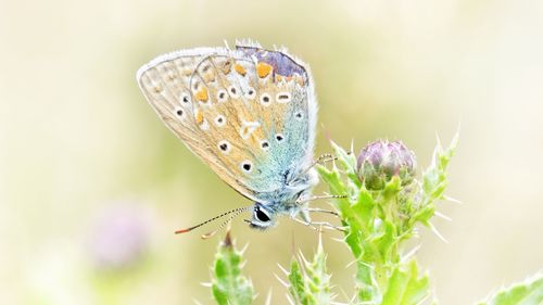 Close-up of butterfly on flower