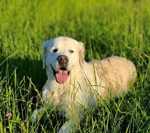 Portrait of dog on field