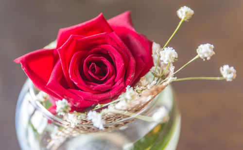 Close-up of pink rose