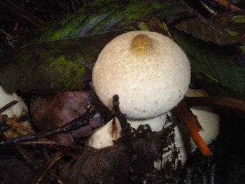 Close-up of mushroom