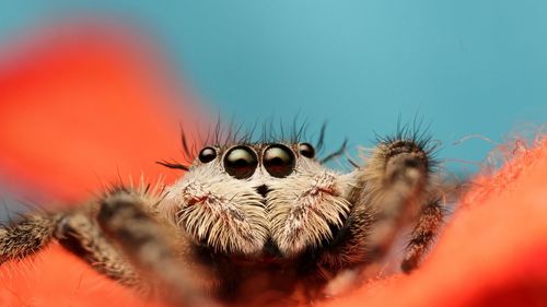 Close-up of spider on web