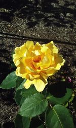 Close-up of yellow rose plant