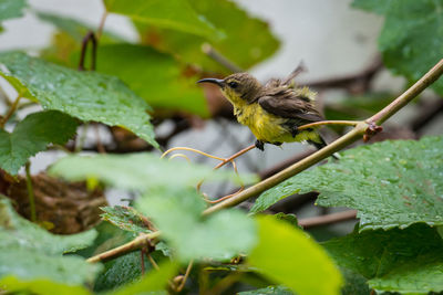 Close-up of bird perching on plant