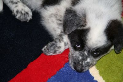 Close-up portrait of a dog