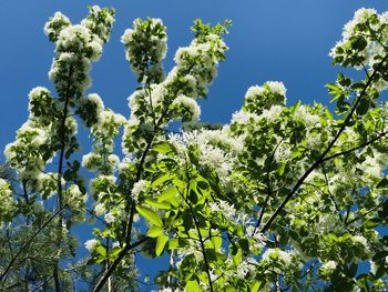 Low angle view of flowering plants against blue sky