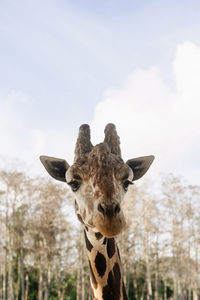 Portrait of giraffe