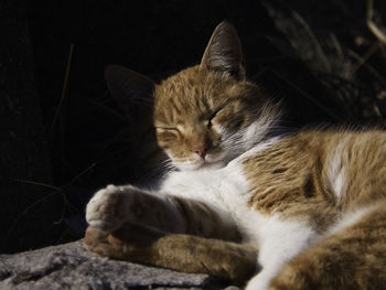 Close-up of cat