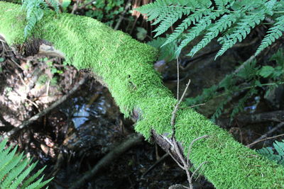 Close-up of moss growing on tree trunk