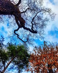 Low angle view of tree against sky