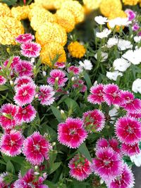 Close-up of flowers blooming outdoors