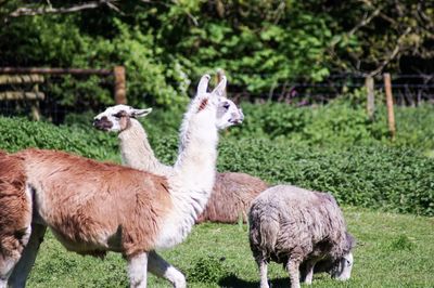 Sheep in a field