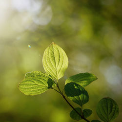 Close-up of green leaves