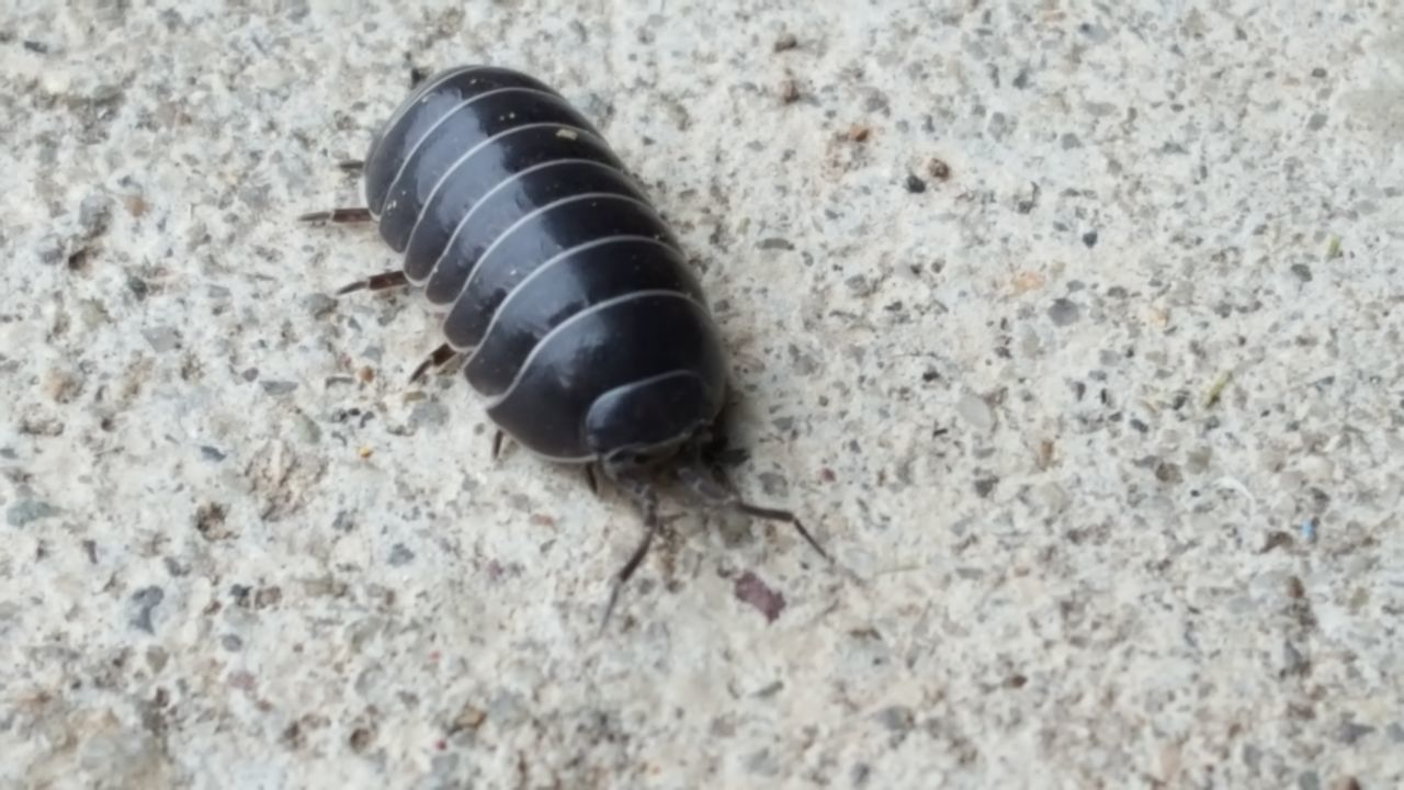 HIGH ANGLE VIEW OF A INSECT ON ROCK