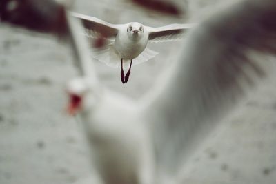 Close-up of a bird flying