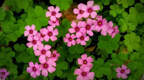 Close-up of pink flowers