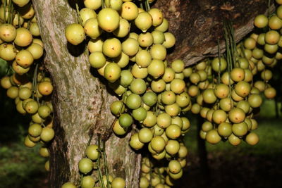 Close-up of fruits growing on tree